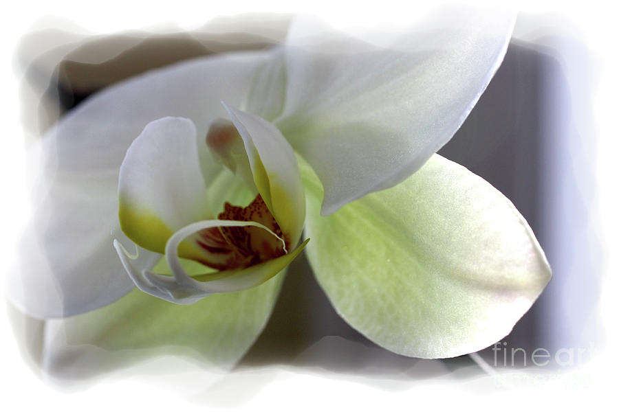 White Orchid Photograph - Orchid for Valentines Day by David Bearden White Orchid Photograph - Orchid for Valentines Day by David Bearden