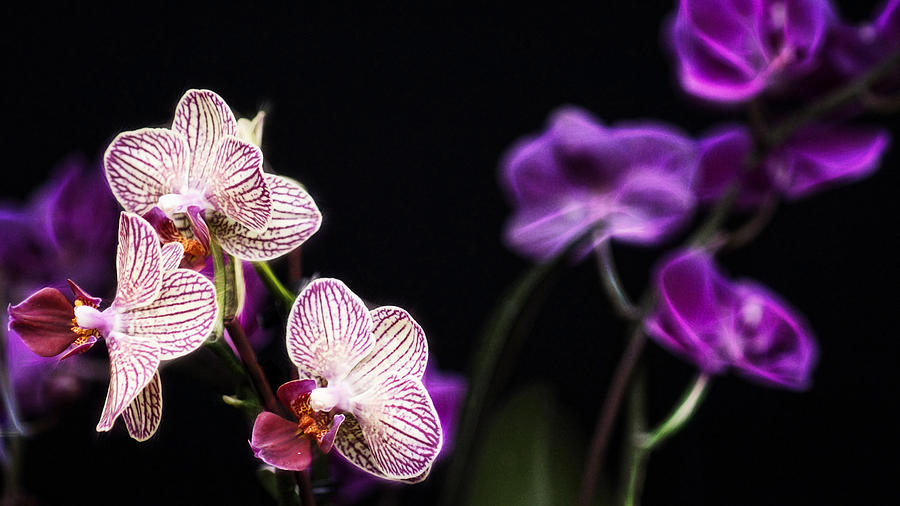 Orchid Fractals Photograph by Cameron Wood