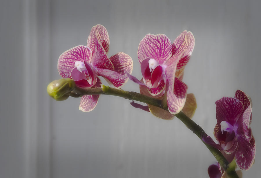 Orchid Photograph by Fred Lassmann