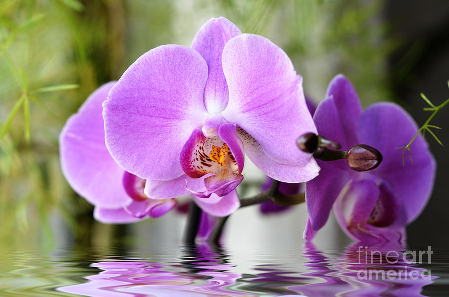 Orchid Digital Art