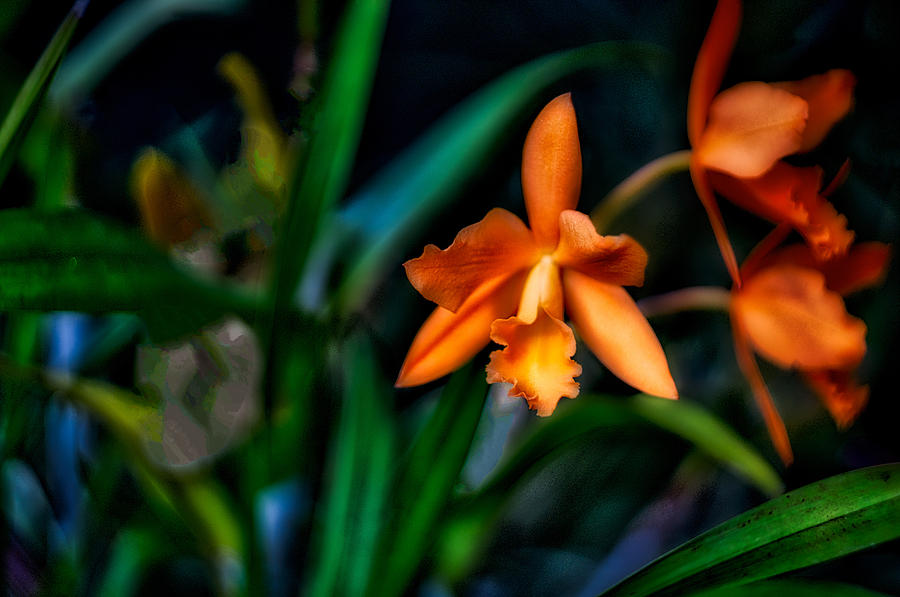 Orchid Garden Photograph by Ches Black