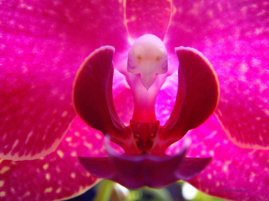 Orchid Genie Photograph by Donna Blackhall
