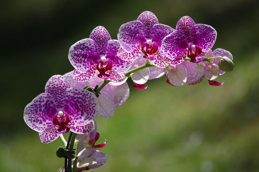 Orchid Photograph by Gerald Kloss