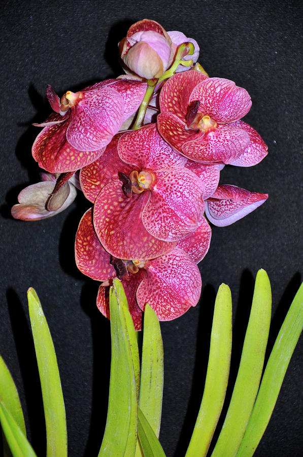 Orchid Glamor Photograph by Vijay Sharon Govender