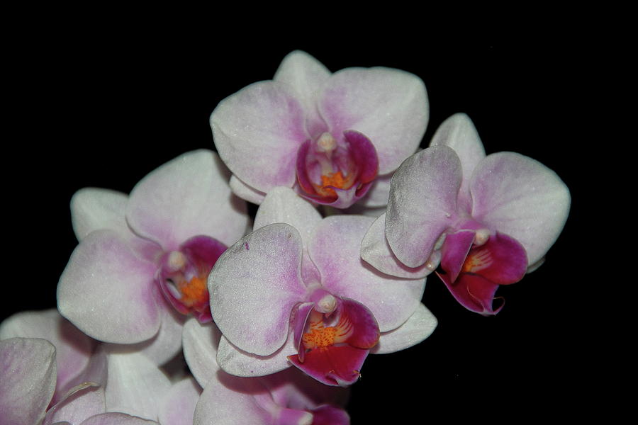 Orchid Glory Photograph by Allen Nice-Webb