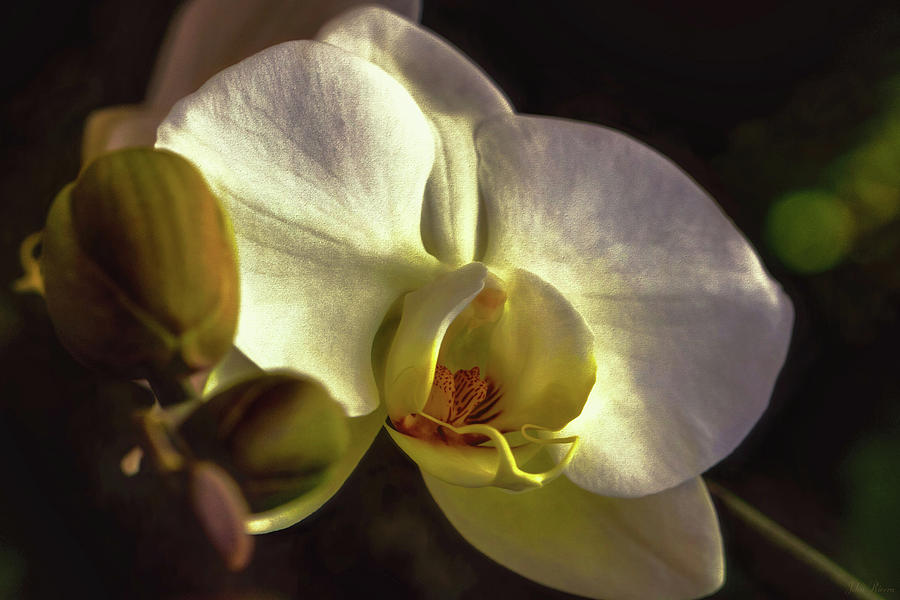 Orchid Glow Photograph by John Rivera