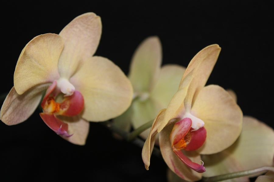 Orchid gold 2 Photograph by Roger Cummiskey