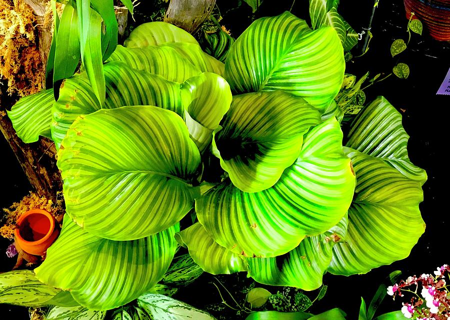 Orchid Green Aloha  Photograph by Joalene Young