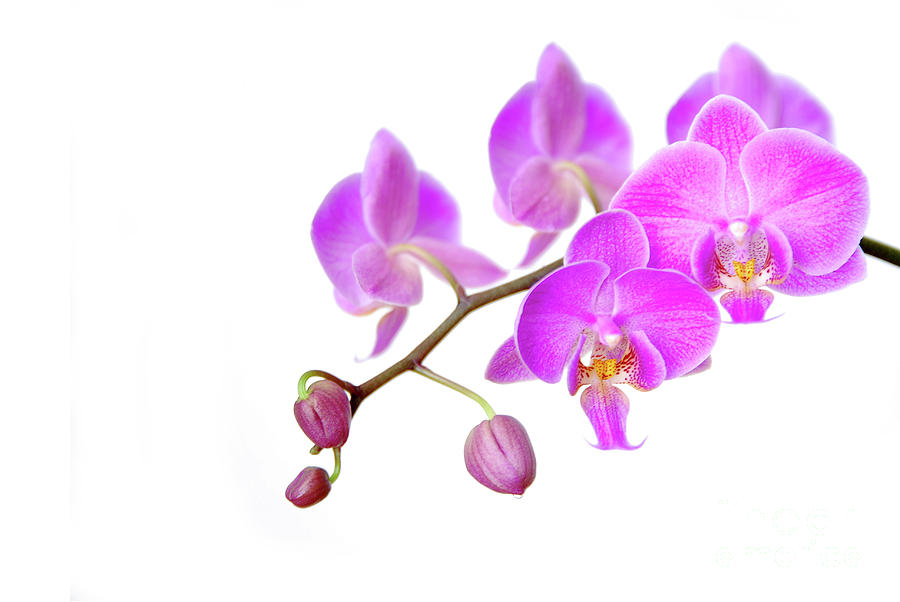 Orchid Photograph by Hannes Cmarits
