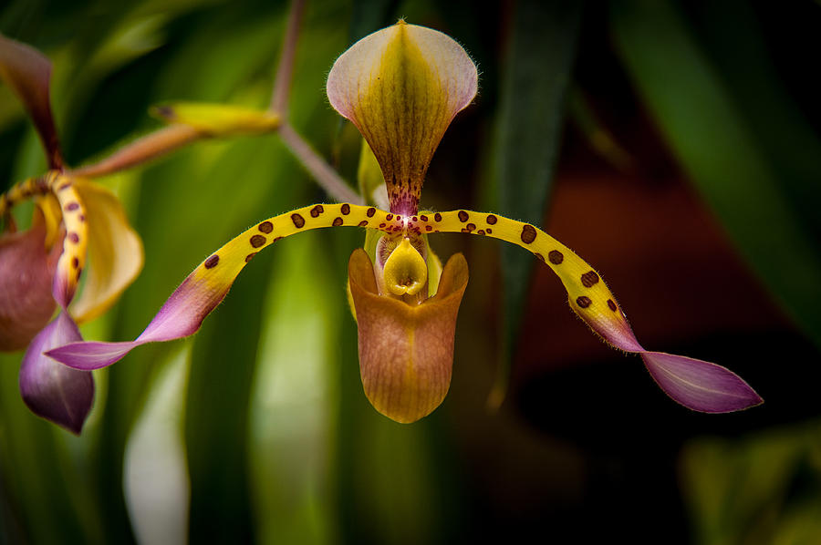 Orchid Photograph by Harry Spitz
