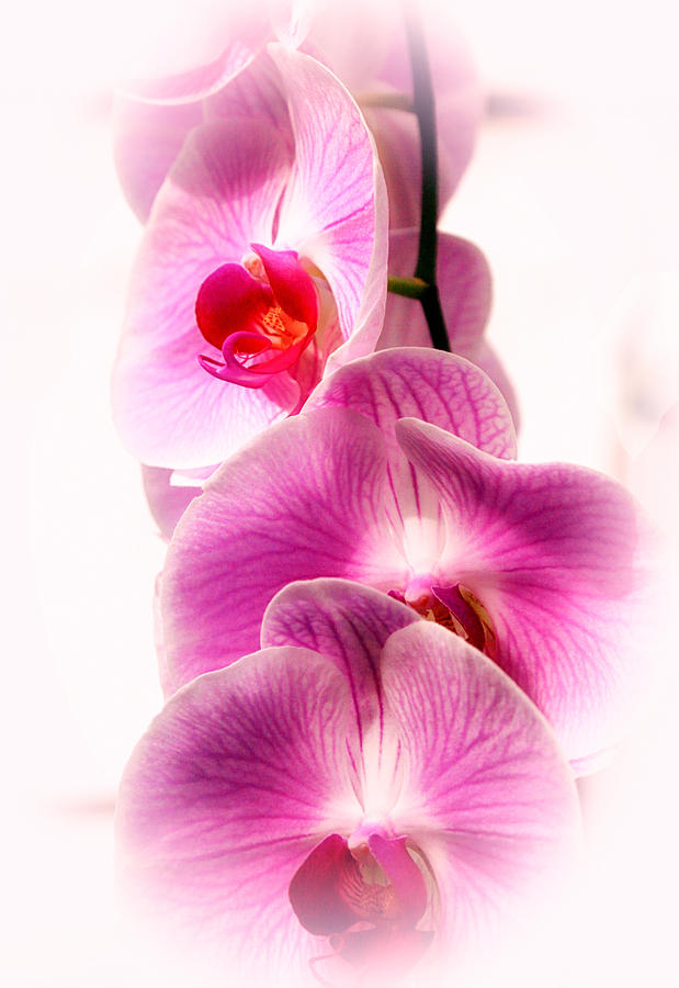 Orchid HD Photograph by Michael Hope