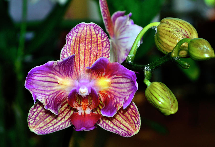 Orchid - High Energy 001 Photograph by George Bostian