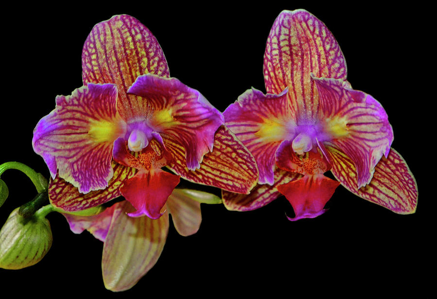 Orchid - High Energy 002 Photograph by George Bostian