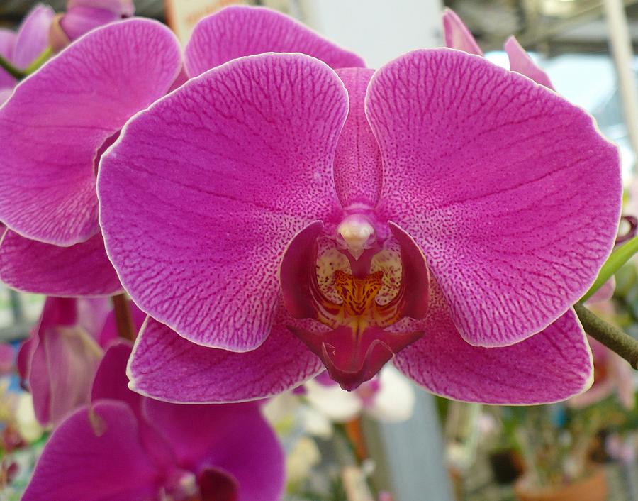 Orchid Hot Pink Photograph by Florene Welebny
