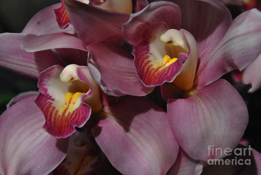 Orchid Hues Photograph by Jacqueline M Lewis