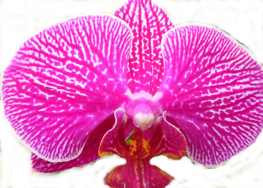Orchid i Pretty Photograph by Florene Welebny