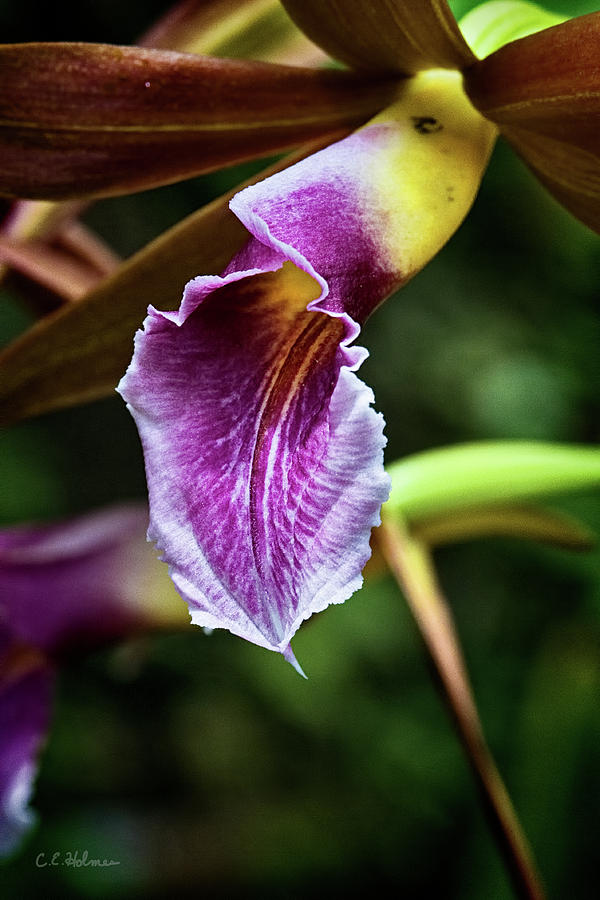Orchid II Photograph by Christopher Holmes