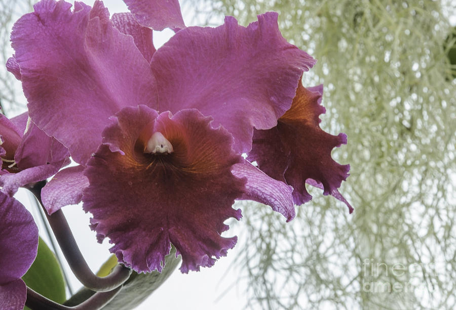 Orchid II Photograph by Debra Fedchin