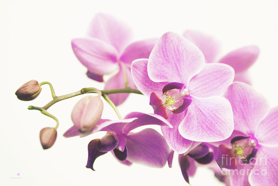 orchid II Photograph by Hannes Cmarits