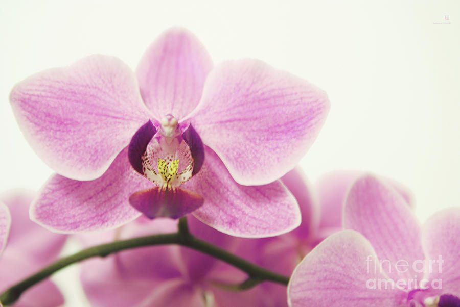 orchid III Photograph by Hannes Cmarits