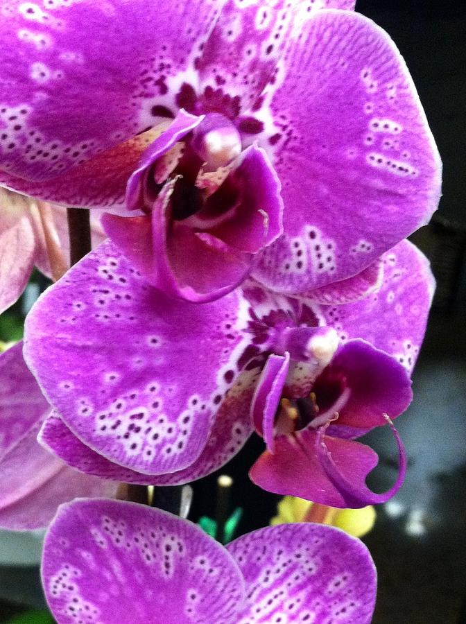 Orchid Illuminations Photograph