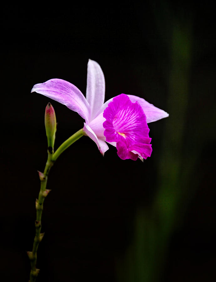 Orchid in a La Fortuna Garden Photograph by Carolyn Derstine