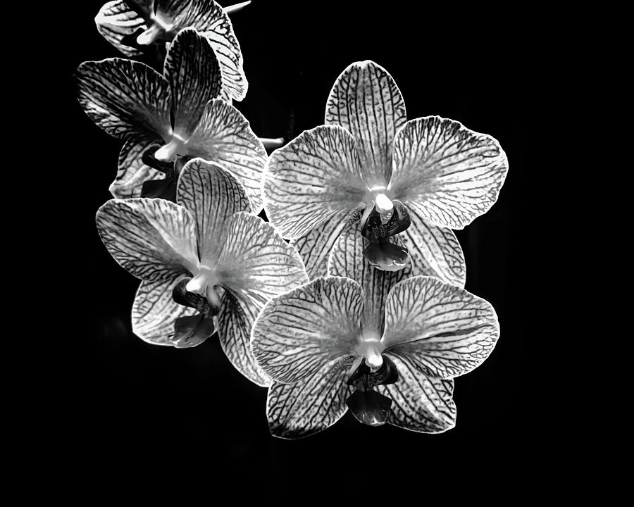 Orchid in Black and White #523 Photograph by Tanya Crews - Fine Art America