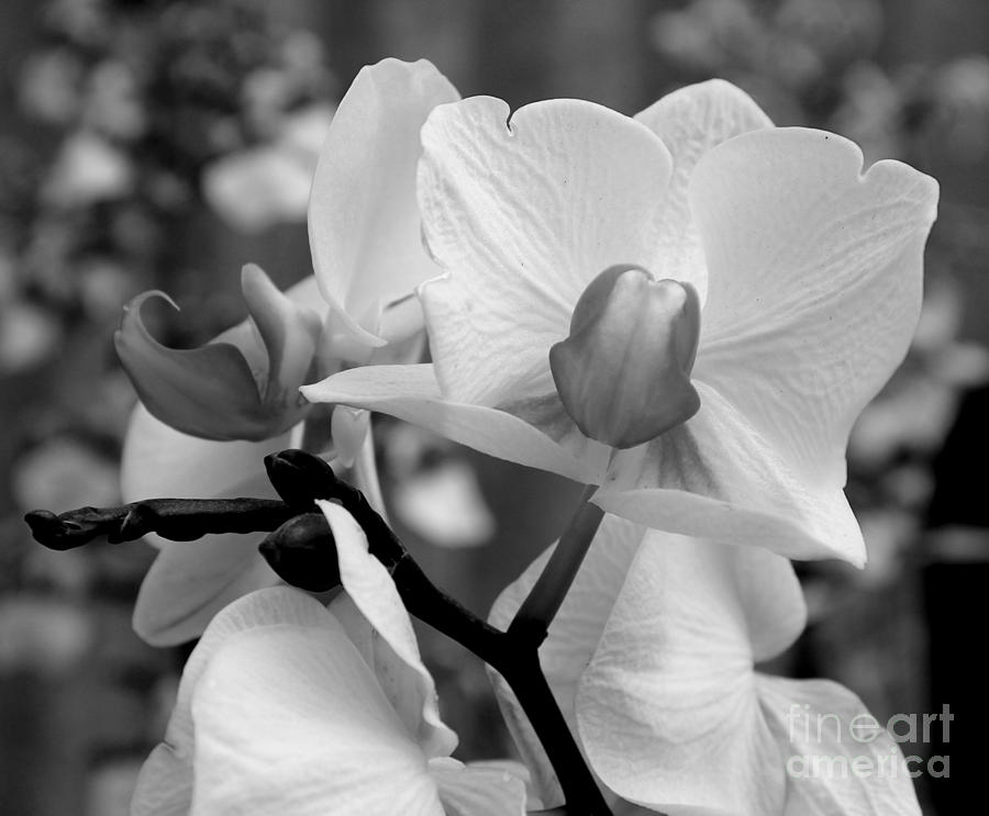 Orchid In Black And White Photograph
