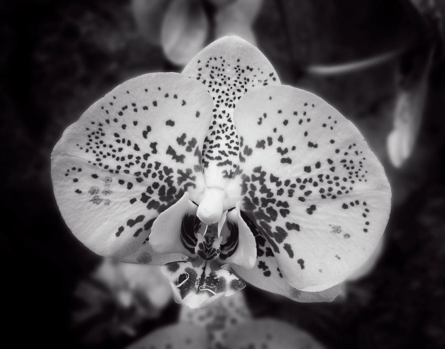 Orchid Photograph - Orchid In Black and White by Greg and Chrystal Mimbs