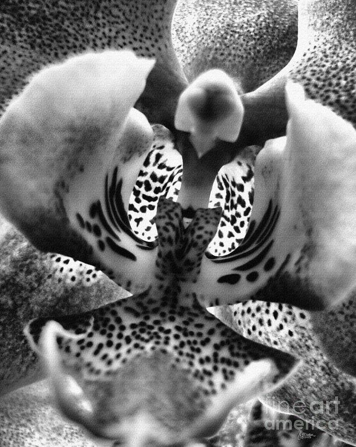 Orchid in Black and White Photograph by Jeff Breiman