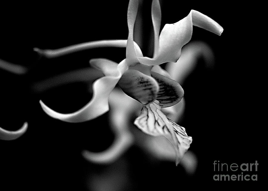 Orchid in Black and White Photograph by Sherry Hallemeier