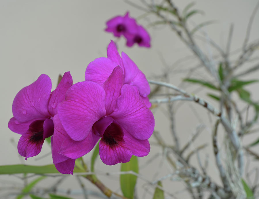 Orchid In Bloom Photograph