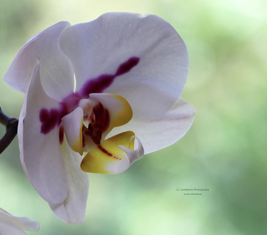 Orchid Photograph - Orchid In Bloom by Jeanette C Landstrom