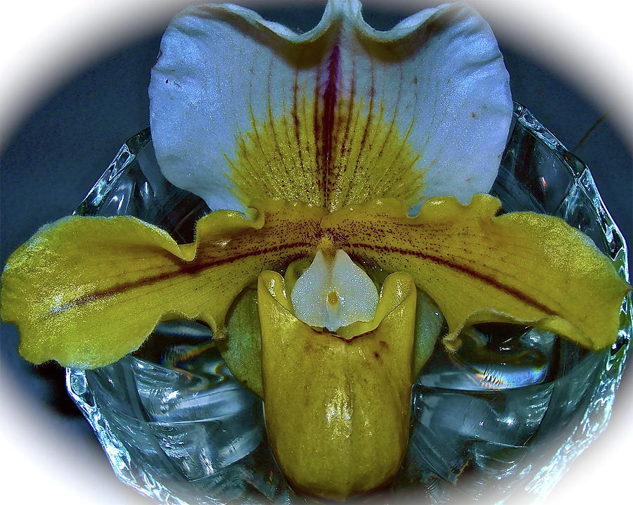 Orchid in Crystal Bowl Photograph by Randy Rosenberger
