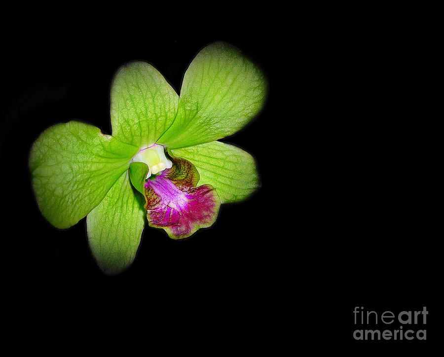 Orchid in Green Photograph by Judi Bagwell