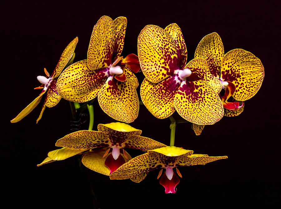 Orchid Photograph - Orchid in Space by Travis Boyd