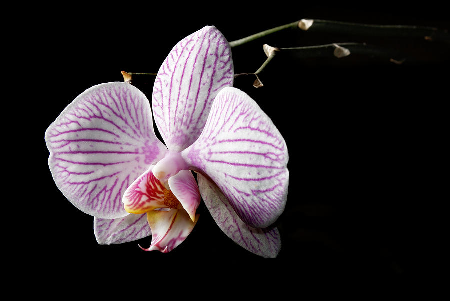 Orchid in the dark Photograph by Martin Capek