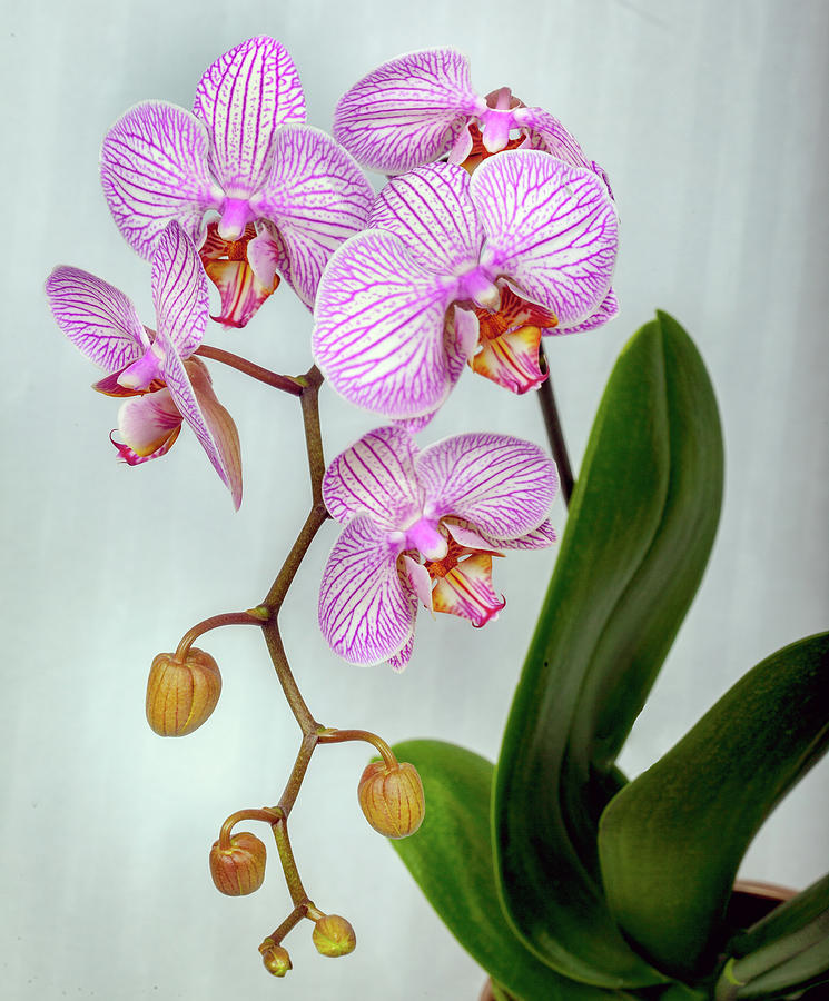 Orchid In The Livingroom Photograph