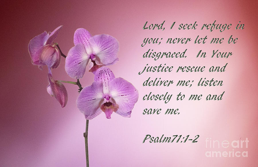 Orchid in the Pink Psalms 71 Photograph by Linda Phelps