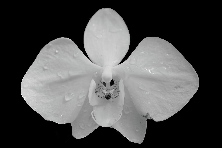 Orchid in the Rain Photograph by Robert Wilder Jr