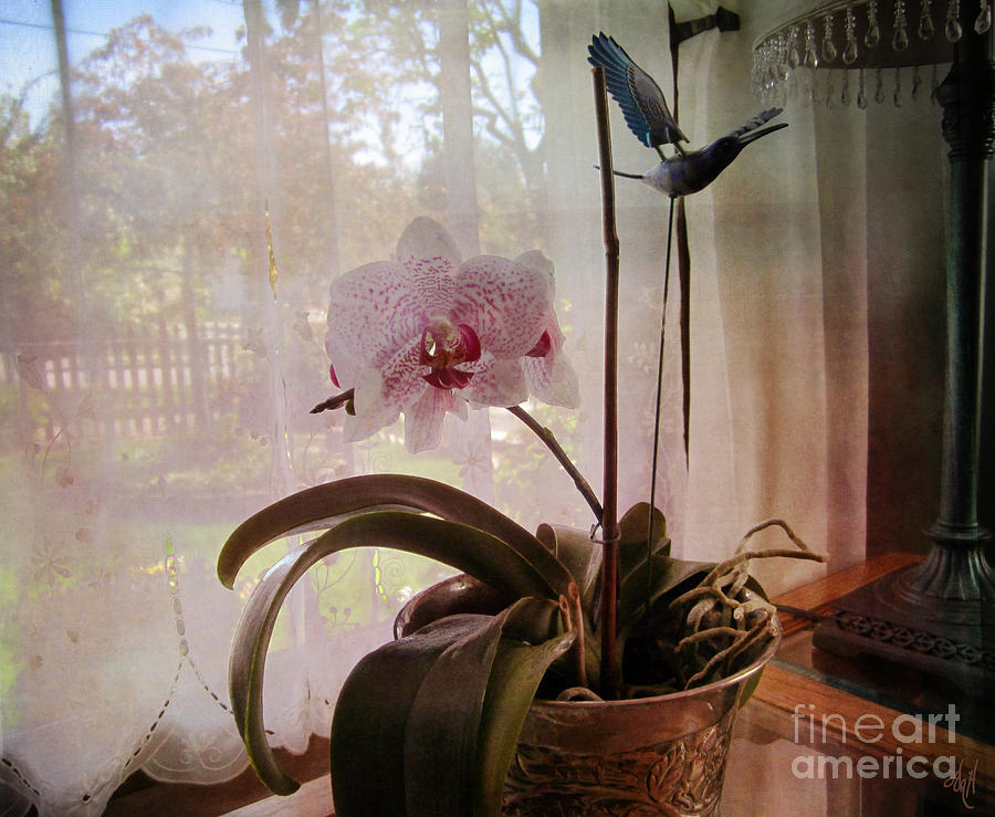 Orchid in the Window Photograph by Victoria Harrington