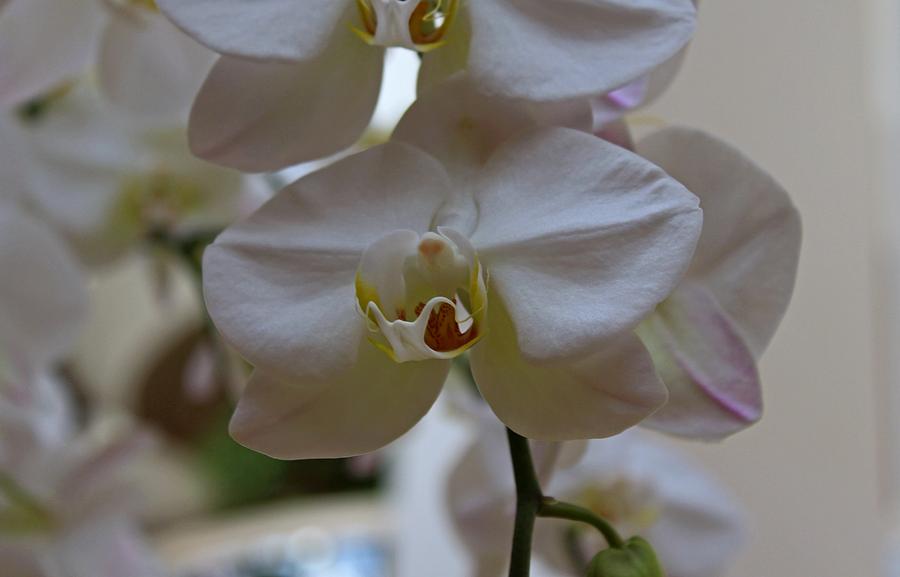 Orchid in White Photograph by Michiale Schneider