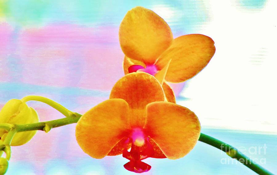 Orchid in Yellow and Pink Photograph by Craig Wood