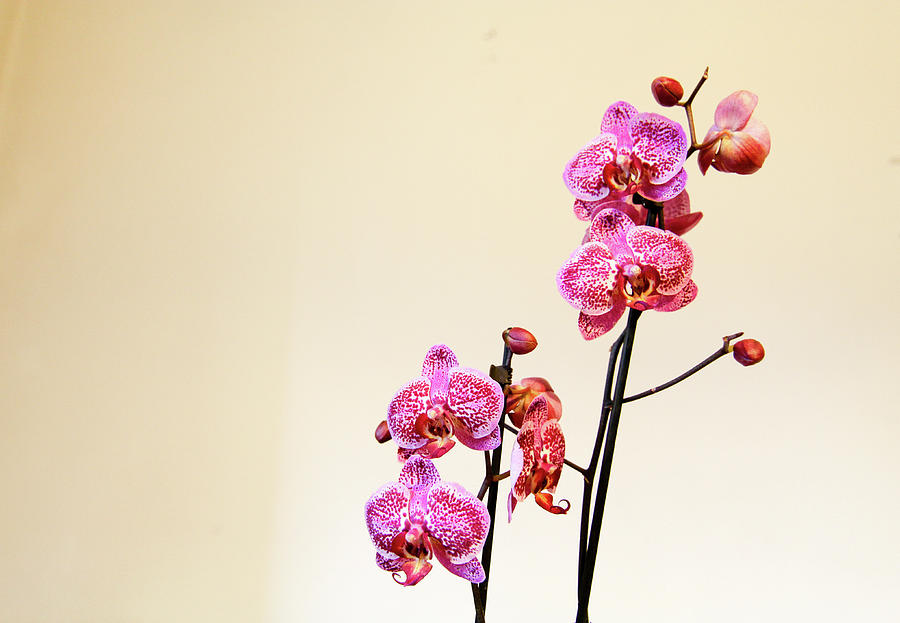 Blossom Photograph - Orchid Indoor by Freepassenger By Ozzy CG Blossom Photograph - Orchid Indoor by Freepassenger By Ozzy CG
