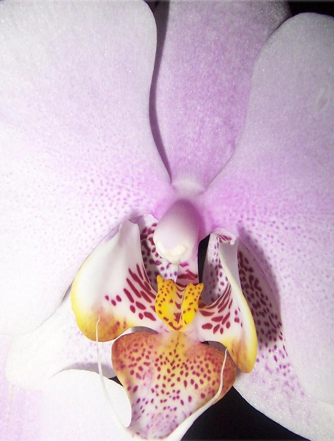Orchid inspired by Georgia OKeefe Photograph by Lila Mattison