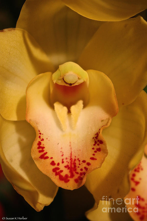 Orchid Interior Photograph by Susan Herber
