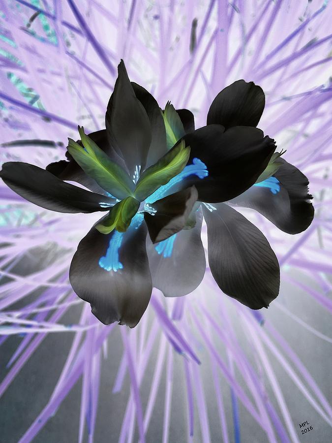 Orchid Inverted Photograph by Marian Lonzetta