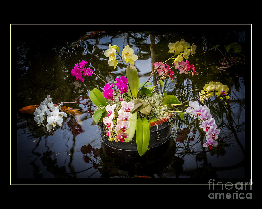Orchid Photograph - Orchid Island by Darleen Stry