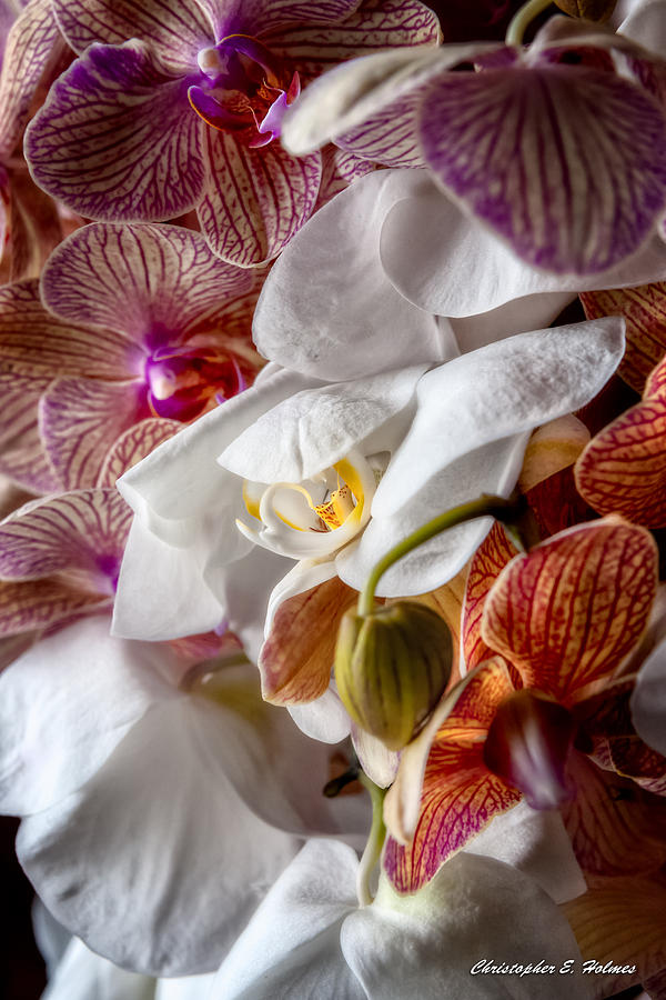 Orchid IV Photograph by Christopher Holmes