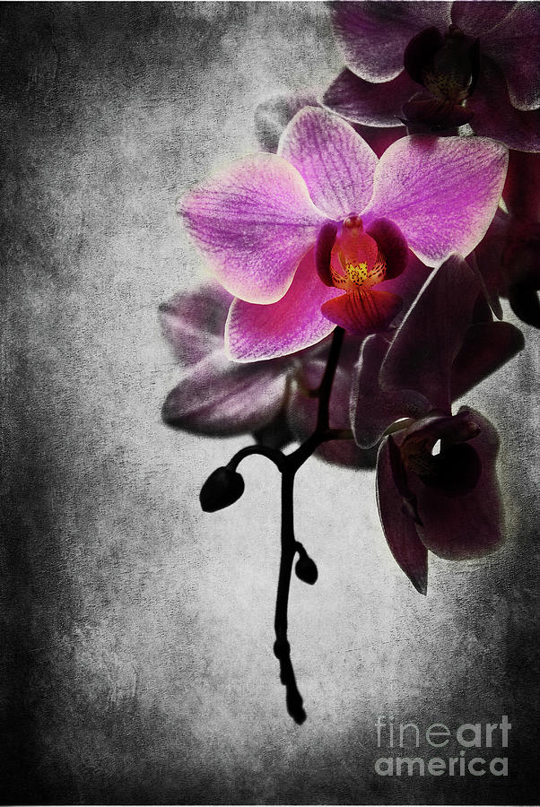 orchid IV Photograph by Hannes Cmarits